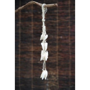 Vertagus Shell Hanging