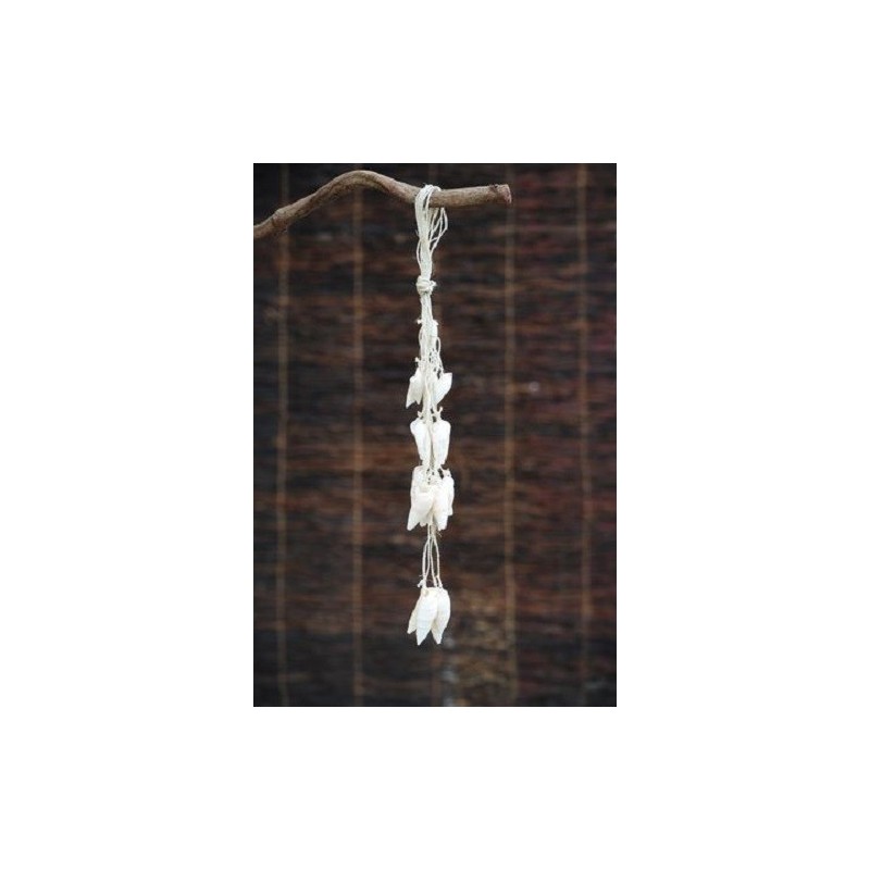 Vertagus Shell Hanging