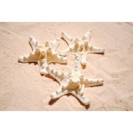 Philippine Starfish Bleached - 10cm