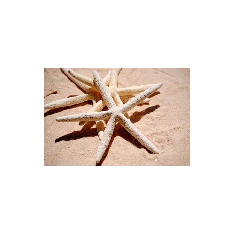 Finger Starfish Bleached - 20cm