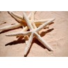 Finger Starfish Bleached - 20cm