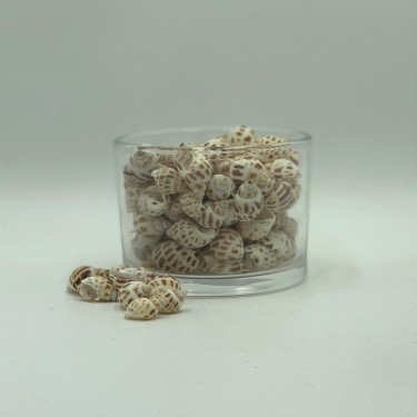 Babylonia Areolata Shells - 1kg