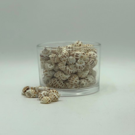 Babylonia Areolata Shells - 1kg