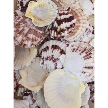 Macarences Shells - 1kg