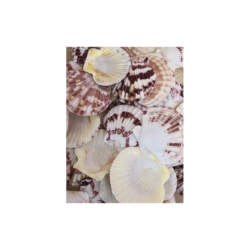 Macarences Shells - 1kg