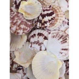 Macarences Shells - 1kg