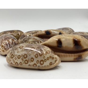 Arabian Cowrie - 5cm