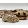 Arabian Cowrie - 5cm
