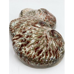 Abalone Midae Pearlised - 10cm