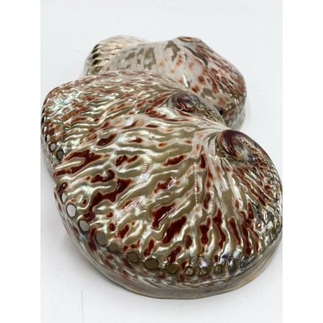 Abalone Midae Pearlised - 10cm