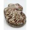 Abalone Midae Pearlised - 10cm
