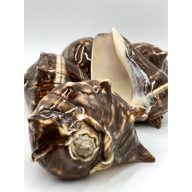 Fiber Conch - 12cm
