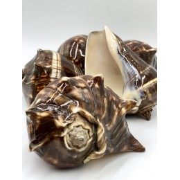 Fiber Conch - 12cm