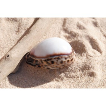 Cyprea Tigris White Top - 8cm