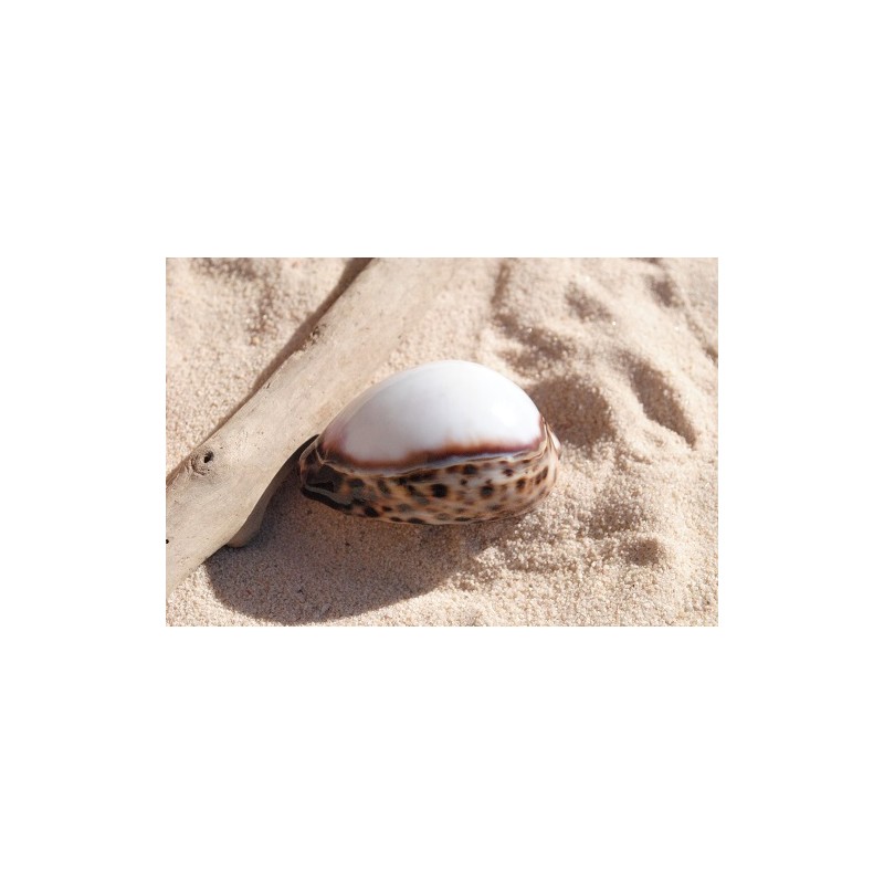 Cyprea Tigris White Top - 8cm