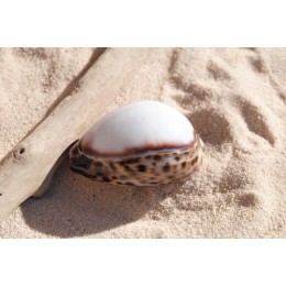 Cyprea Tigris White Top - 8cm