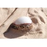 Cyprea Tigris White Top - 8cm