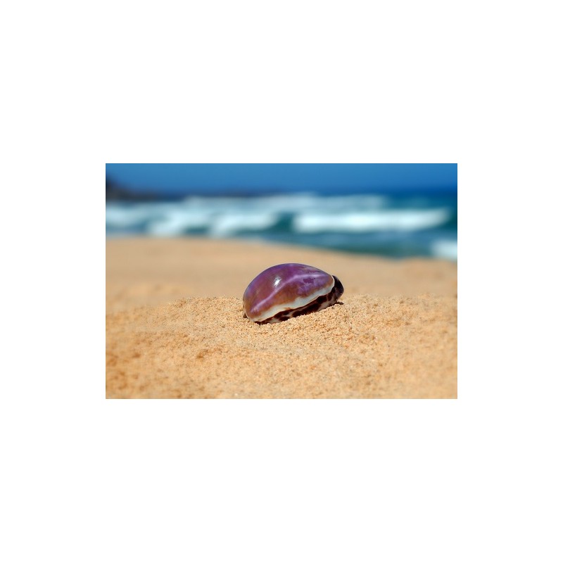 Cyprea Tigris Purple Top - 8cm