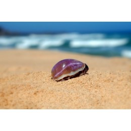 Cyprea Tigris Purple Top - 8cm