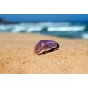 Cyprea Tigris Purple Top - 8cm