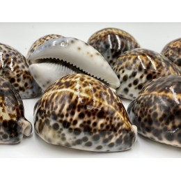 Cyprea Tigris - 9cm