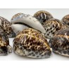 Cyprea Tigris - 9cm