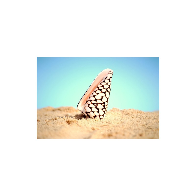 Conus Mamoreus - 8cm