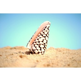 Conus Mamoreus - 8cm