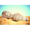 Conus Literatus - 8cm