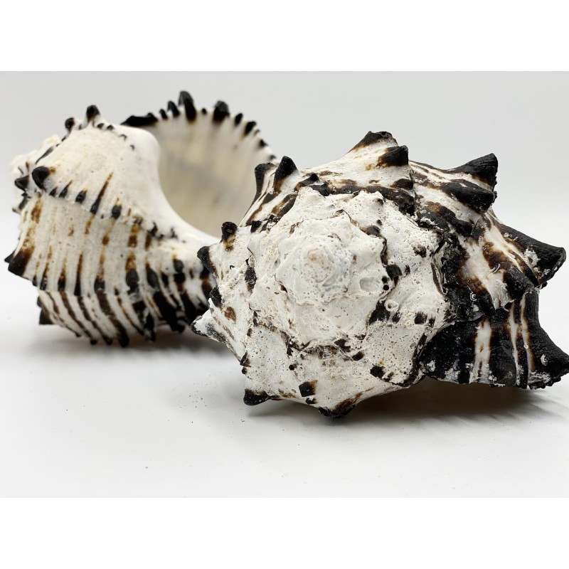 Black Murex - 10cm