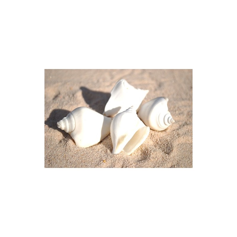 White Canarium Shells - 1kg