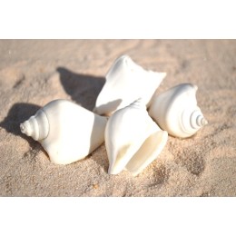 White Canarium Shells - 1kg
