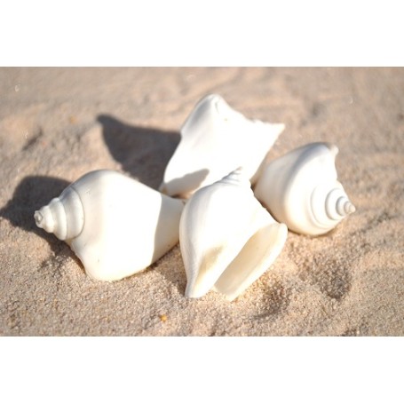 White Canarium Shells - 1kg