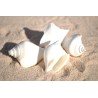 White Canarium Shells - 1kg
