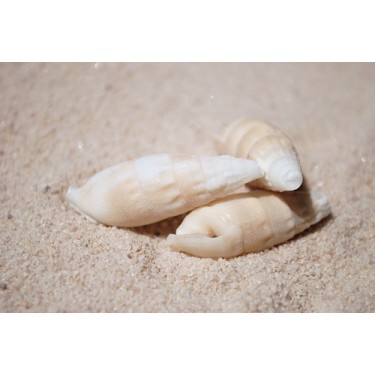 Vertagus Shells - 1kg