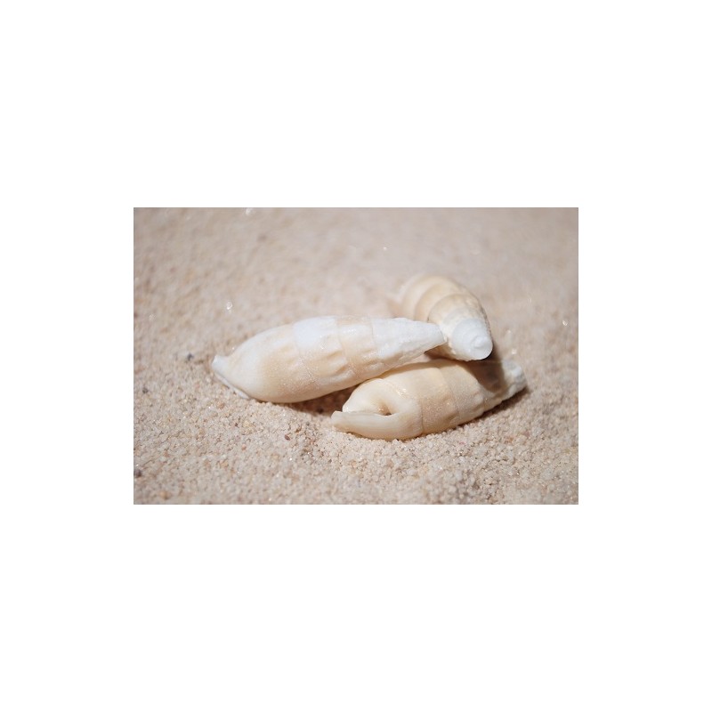 Vertagus Shells - 1kg