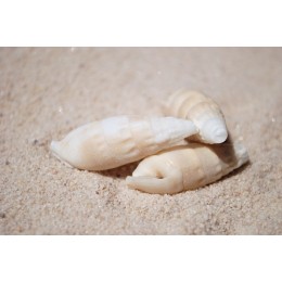Vertagus Shells - 1kg