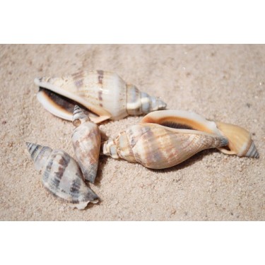 Urceus Shells - 1kg