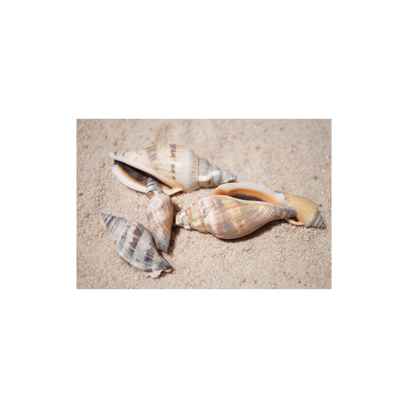Urceus Shells - 1kg