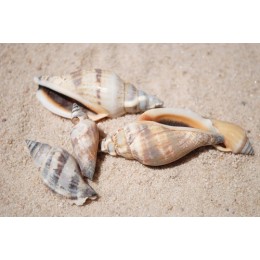 Urceus Shells - 1kg