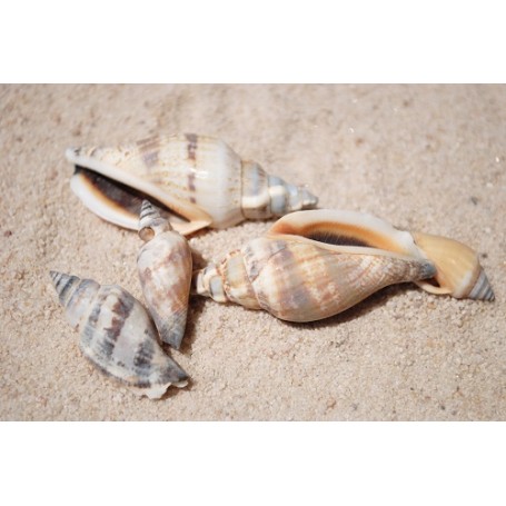 Urceus Shells - 1kg
