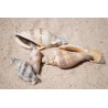 Urceus Shells - 1kg