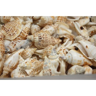 Strombus Variabilis Shells - 1kg