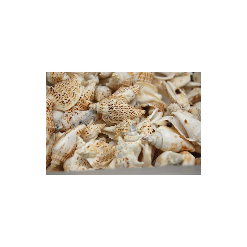 Strombus Variabilis Shells - 1kg