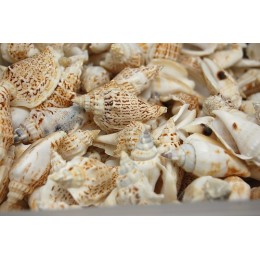 Strombus Variabilis Shells - 1kg