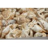 Strombus Variabilis Shells - 1kg