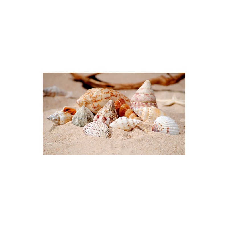 Small Sized Assorted Shells - 1kg