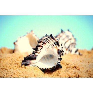 Black Murex Shells - 1kg