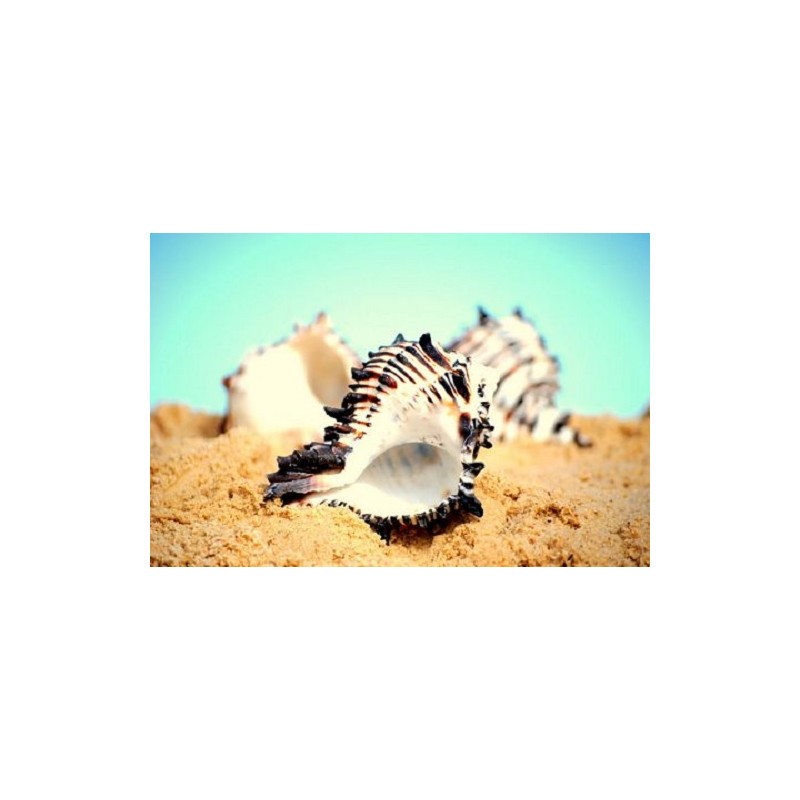 Black Murex Shells - 1kg