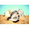 Black Murex Shells - 1kg